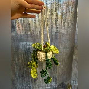 Hanging Succulent